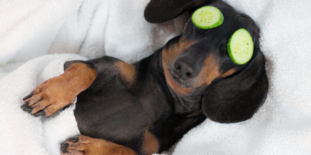 adog sleeping with cucumber on eyes