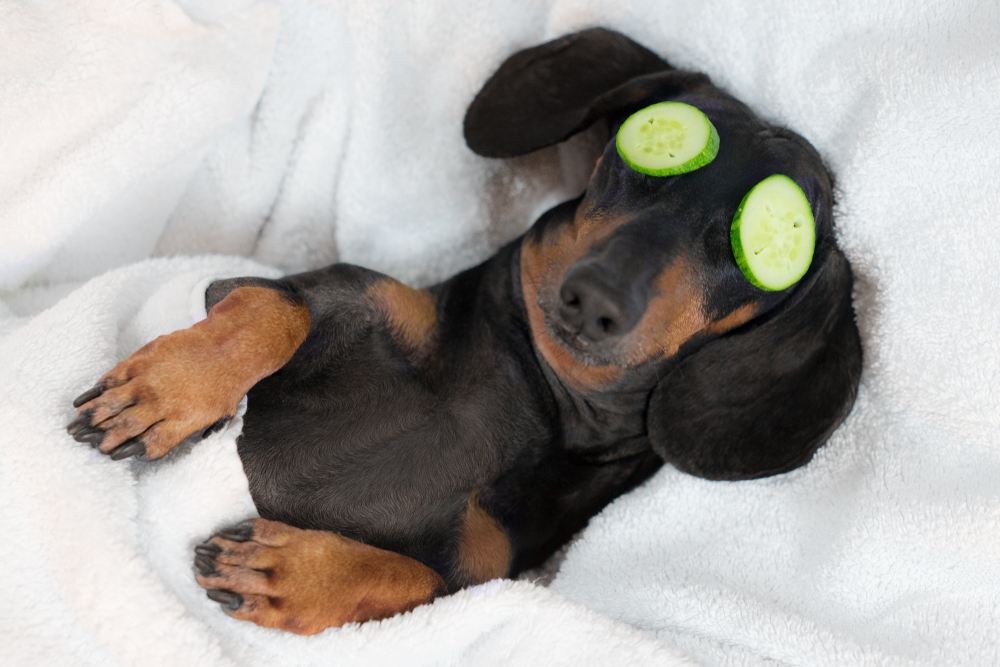 adog sleeping with cucumber on eyes