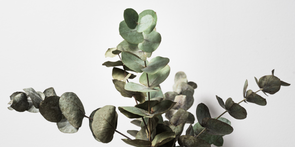 Why Eucalyptus Shower Bombs Are Perfect For Winter